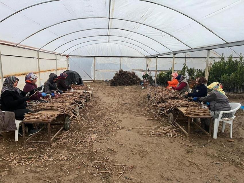 2 mühendis kardeş 700 bin adet üretip rekor kırdı! Binlerce işçi istihdam ettiler: Manisa'dan 3 bölgeye satılıyor