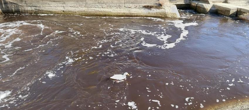 Mersin'de 3 yıl öncesi akıllara geldi: Göksu Nehri'nde görüldü