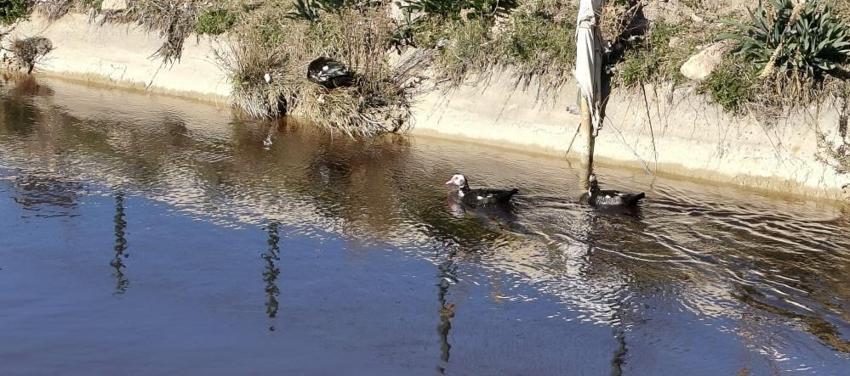 Mersin'de 3 yıl öncesi akıllara geldi: Göksu Nehri'nde görüldü