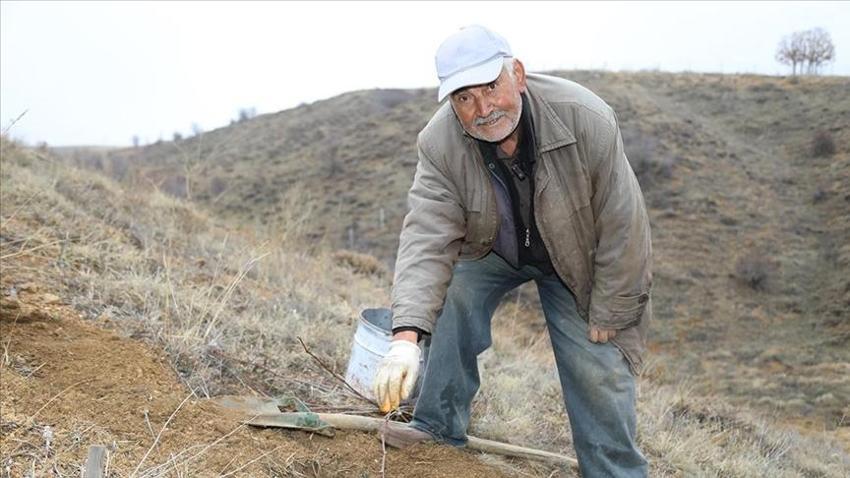 Ankara'da emekli öğretmen her yolu denedi! Sadece 1 tane dikti, 700 tane çıktı: Kilosu 500 lira