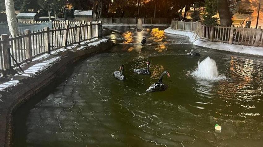 Ankara eksi 11 derece ile buz kesti! Kuğulu Park dondu