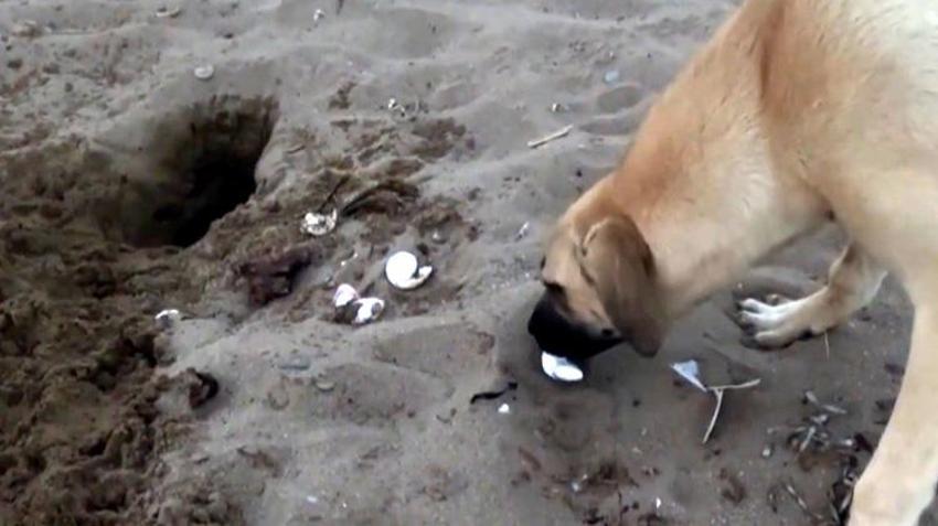 Antalya sahillerinde Caretta Katliamı! 994 yuva tahrip edildi! Sahile bırakılan cins köpekler Carettaların kabusu oldu