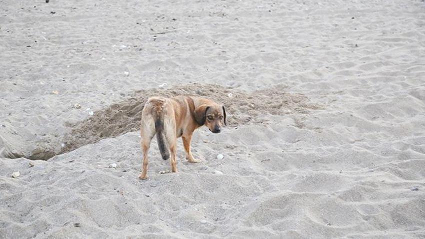 Antalya sahillerinde Caretta Katliamı! 994 yuva tahrip edildi! Sahile bırakılan cins köpekler Carettaların kabusu oldu
