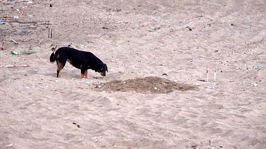Antalya sahillerinde Caretta Katliamı! 994 yuva tahrip edildi! Sahile bırakılan cins köpekler Carettaların kabusu oldu
