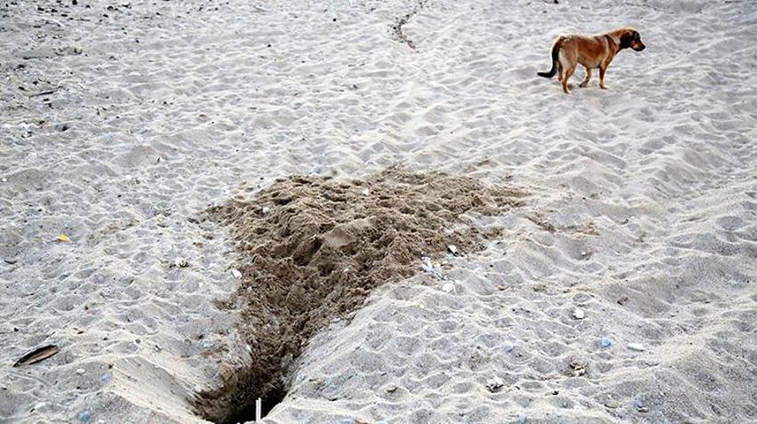 Antalya sahillerinde Caretta Katliamı! 994 yuva tahrip edildi! Sahile bırakılan cins köpekler Carettaların kabusu oldu
