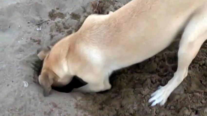 Antalya sahillerinde Caretta Katliamı! 994 yuva tahrip edildi! Sahile bırakılan cins köpekler Carettaların kabusu oldu