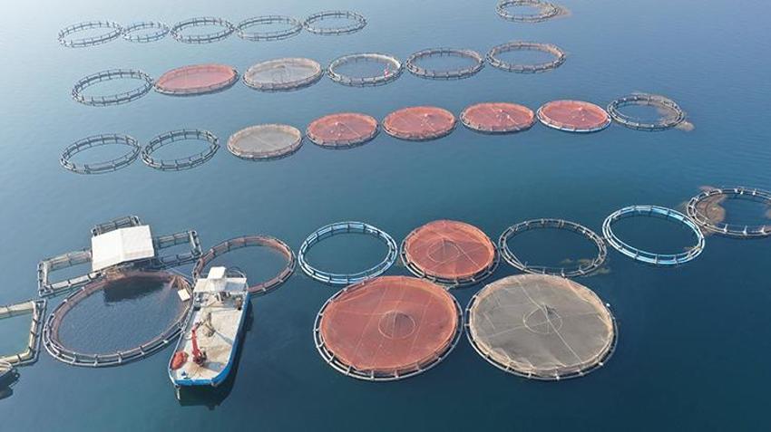 Şanlıurfalı vatandaş iş yapmayan dükkanını kapatıp Fırat Nehri'nde nasibini aradı! Şimdi yılda 5 milyon dolar ihracat yapıyor