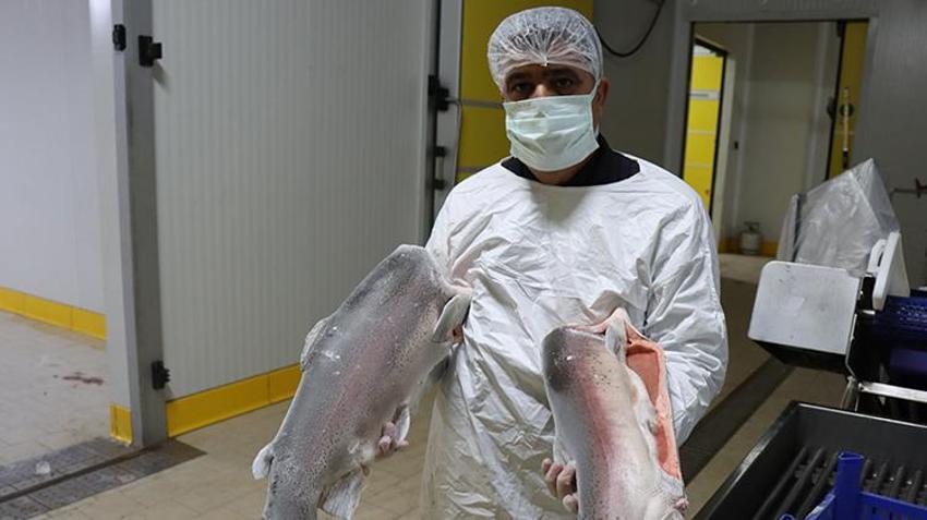 Şanlıurfalı vatandaş iş yapmayan dükkanını kapatıp Fırat Nehri'nde nasibini aradı! Şimdi yılda 5 milyon dolar ihracat yapıyor