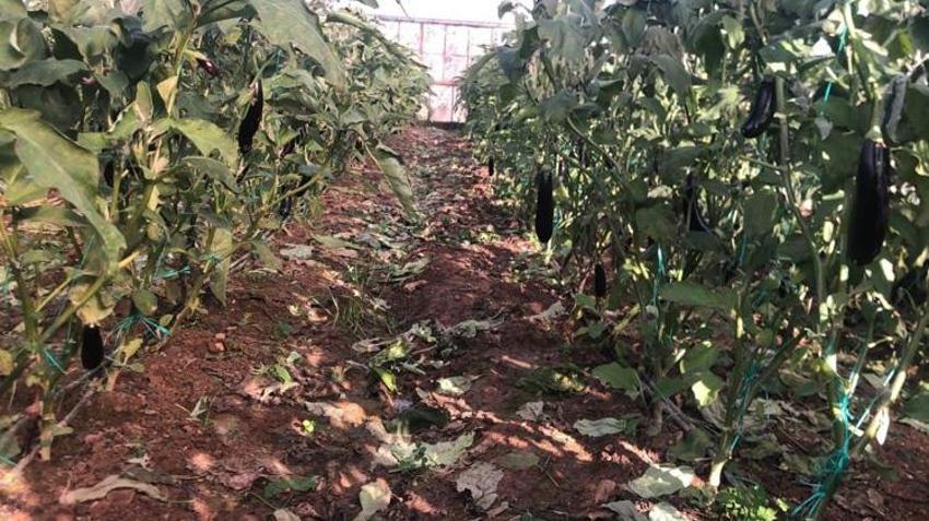 Antalya zirai don alarmı: Seralarda zorlu nöbet başladı! Bazı ürünleri don vurdu