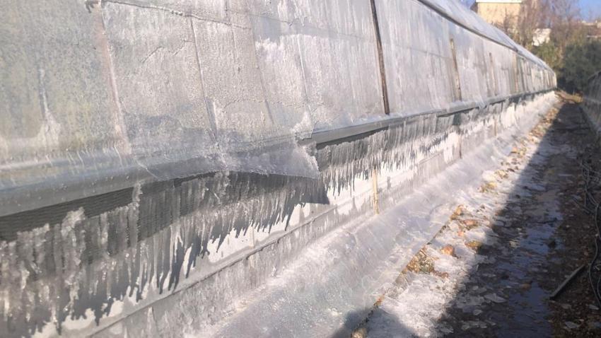 Antalya zirai don alarmı: Seralarda zorlu nöbet başladı! Bazı ürünleri don vurdu