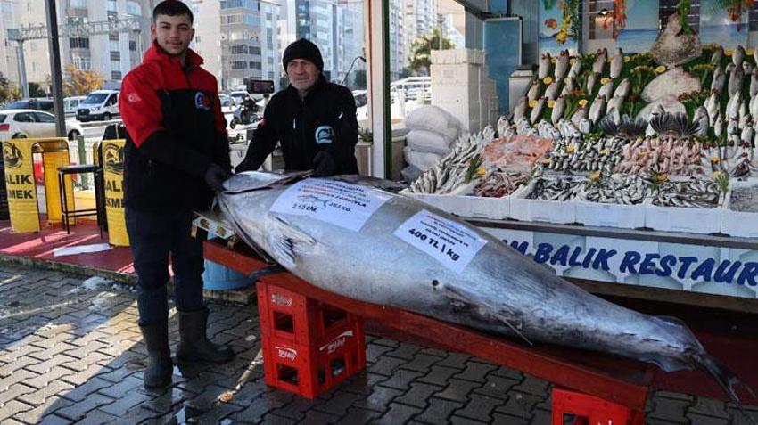 Samsun'da 353 kilogramlık dev orkinos kilosu 400 liradan satışa sunuldu