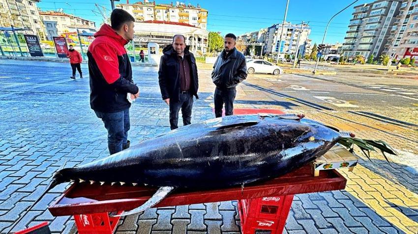 Samsun'da 353 kilogramlık dev orkinos kilosu 400 liradan satışa sunuldu