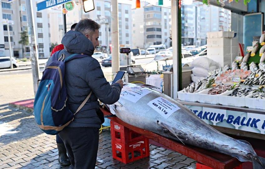Samsun'da 353 kilogramlık dev orkinos kilosu 400 liradan satışa sunuldu