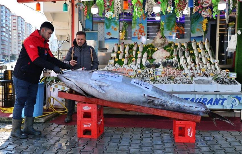 Samsun'da 353 kilogramlık dev orkinos kilosu 400 liradan satışa sunuldu