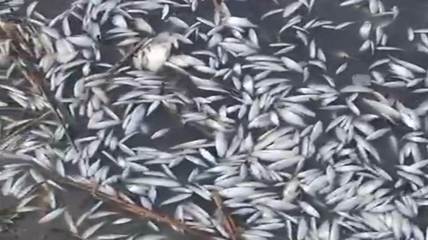 Bursa'da endişelendiren görüntü! Görenler gözlerine inanamadı