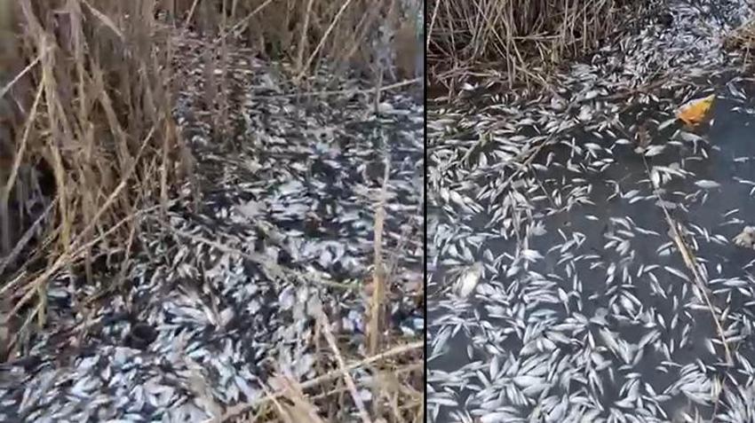 Bursa'da endişelendiren görüntü! Görenler gözlerine inanamadı