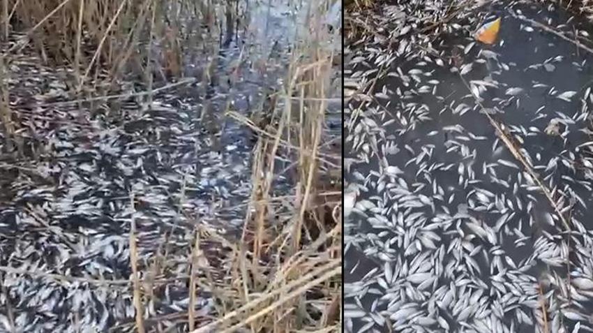 Bursa'da endişelendiren görüntü! Görenler gözlerine inanamadı