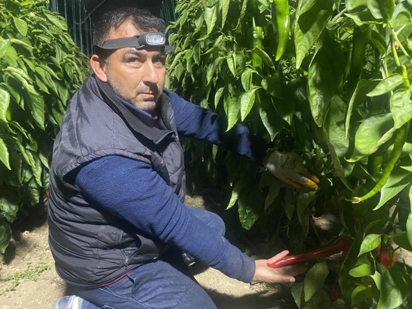 Antalya'da don alarmı! Termometreler sıfırın altını gördü, üretici don nöbetine başladı