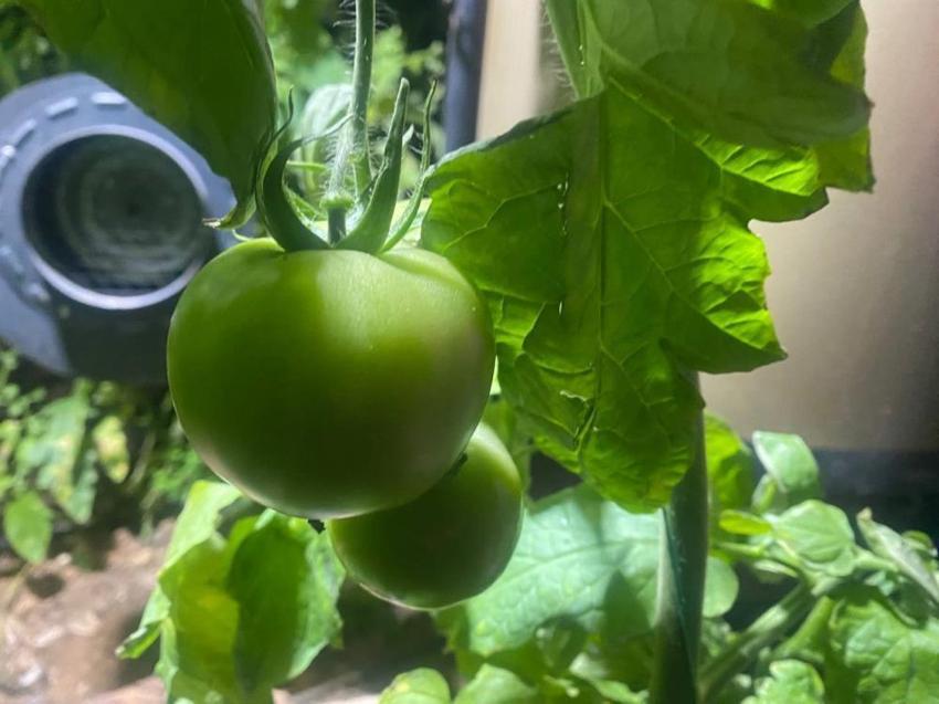 Antalya'da don alarmı! Termometreler sıfırın altını gördü, üretici don nöbetine başladı