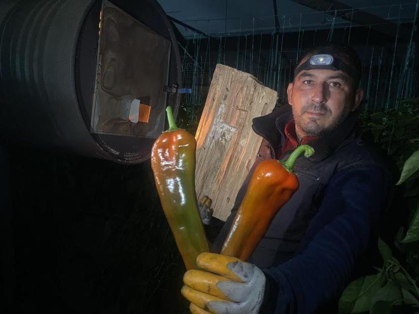 Antalya'da don alarmı! Termometreler sıfırın altını gördü, üretici don nöbetine başladı