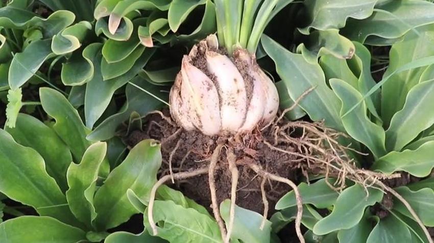 Tekstili bıraktı, eşiyle üretime başladı! Hobi olarak ektiği o bitkiyle servet kazandı: Şimdi siparişlere yetişmiyor