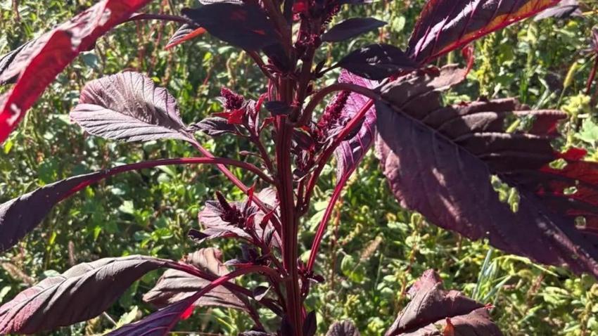 Köyde birkaç tohum ekildi! Hem insan hem hayvan için yaşam kaynağı: Sadece 3 ilde yetişiyor