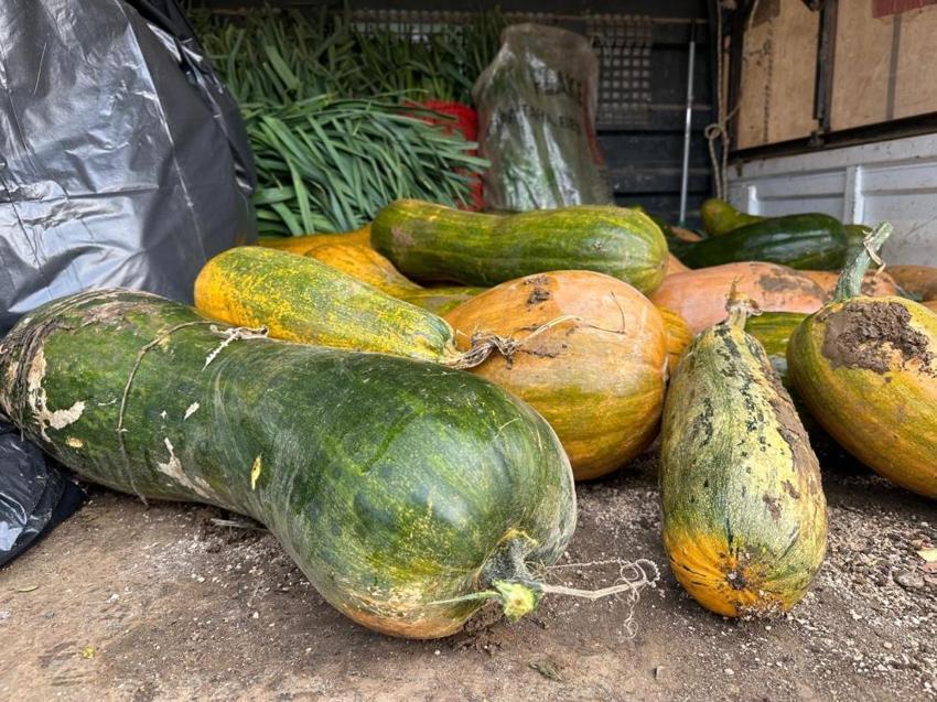 Yurt dışından getirdiği tohumu ekti, sonuçları şaşkına çevirdi! Çiftçinin geliri katlanacak