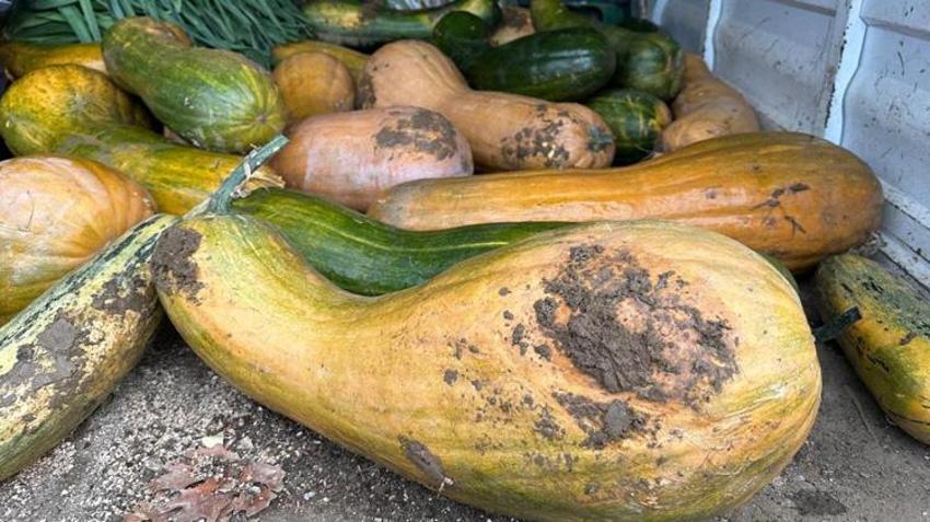 Yurt dışından getirdiği tohumu ekti, sonuçları şaşkına çevirdi! Çiftçinin geliri katlanacak