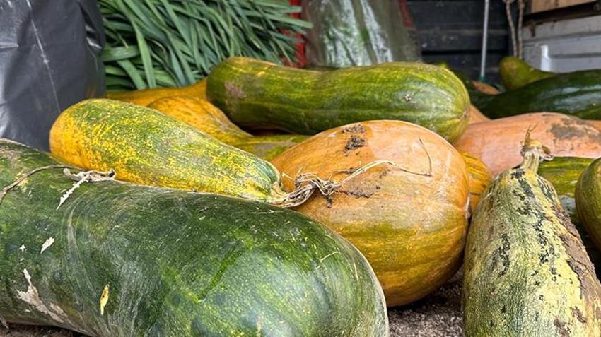 Yurt dışından getirdiği tohumu ekti, sonuçları şaşkına çevirdi! Çiftçinin geliri katlanacak