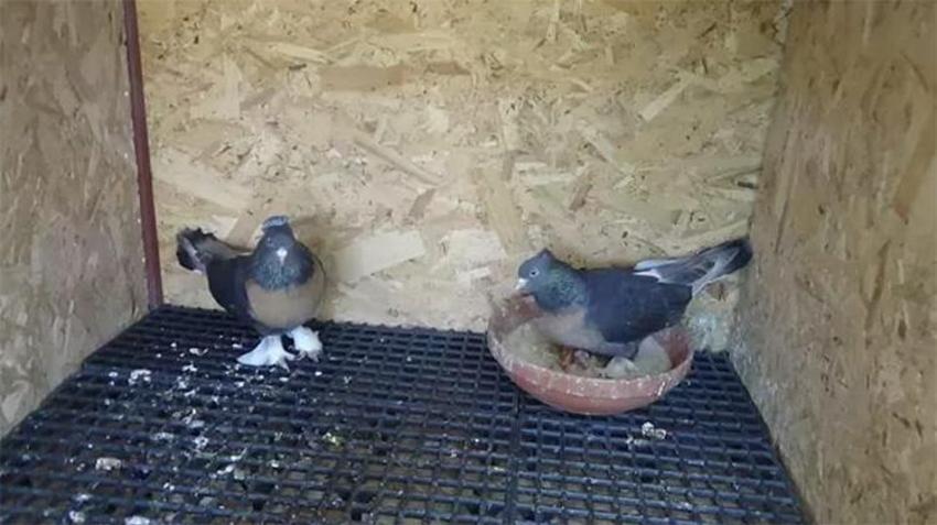 Adana'da şaşırtan olay! Kameralara yansıdı: Görüntüleri izleyince şok üstüne şok yaşadık