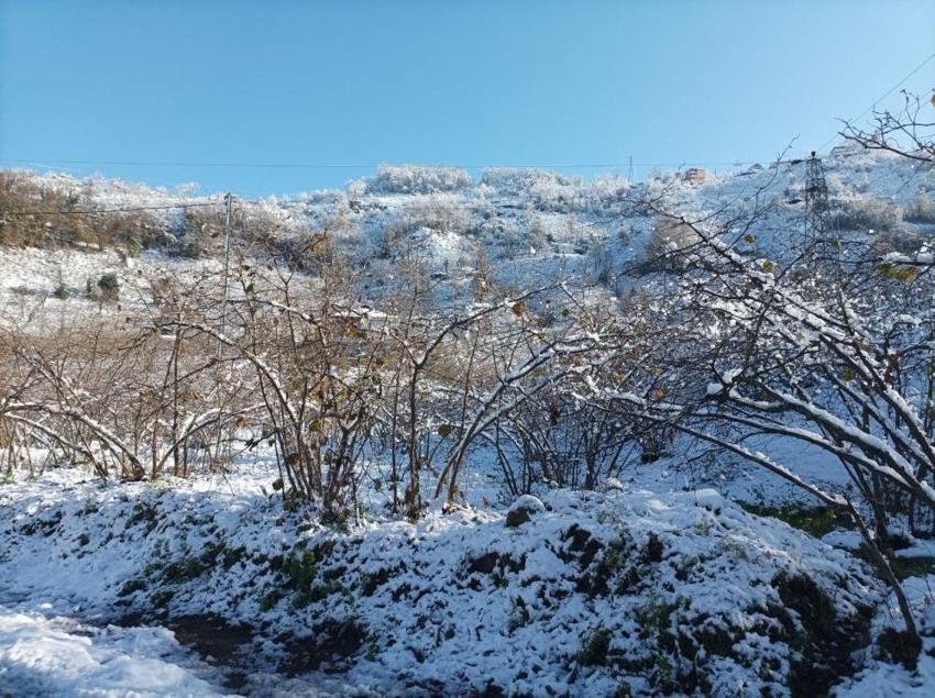 Giresun'da fındık üreticisi bayram etti, can suyu geldi! Verim artacak