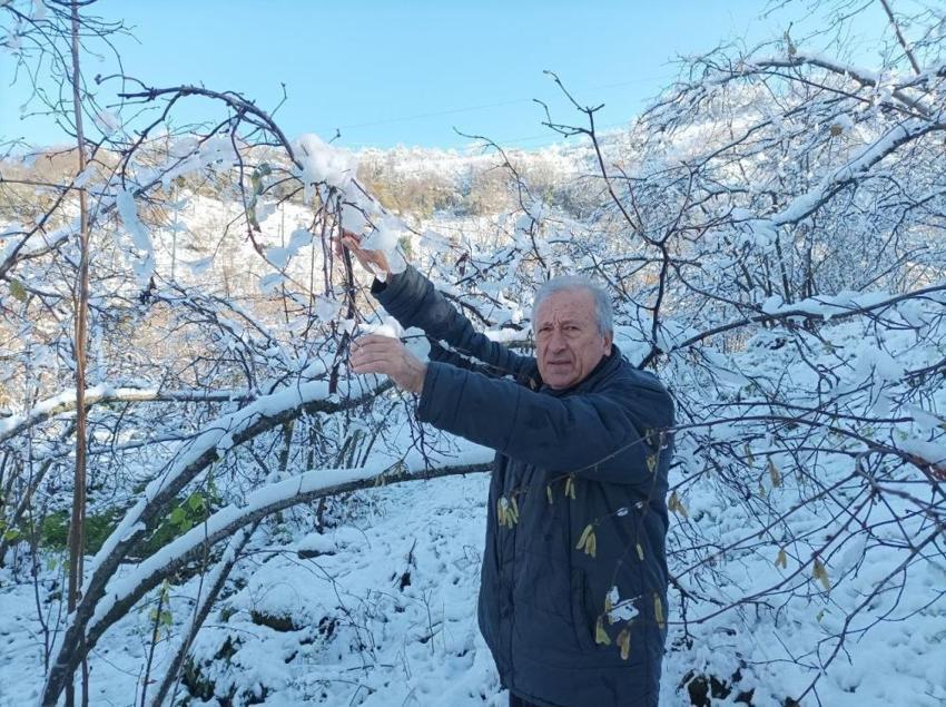 Giresun'da fındık üreticisi bayram etti, can suyu geldi! Verim artacak
