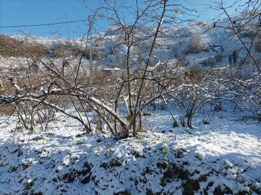 Giresun'da fındık üreticisi bayram etti, can suyu geldi! Verim artacak