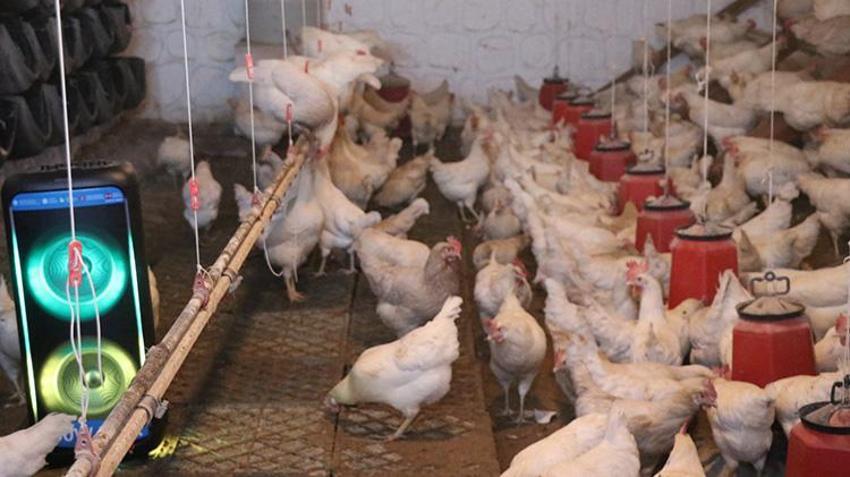 Kayserili çiftçi veterineri dinledi verimi artırdı! Çiftliğe hoparlör girdiğinden beri geliri yükseldi