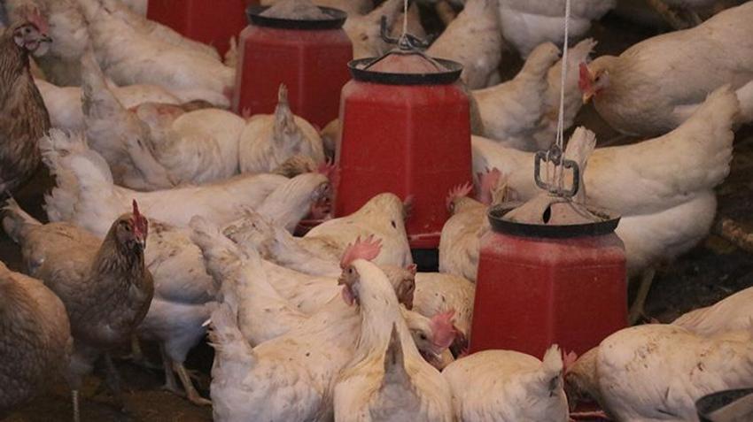 Kayserili çiftçi veterineri dinledi verimi artırdı! Çiftliğe hoparlör girdiğinden beri geliri yükseldi