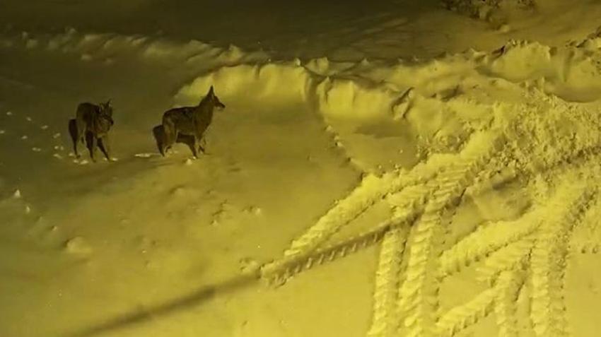 Sivas'ın bu köyüne acil köpek lazım! Köylüler dışarı çıkmaya korkuyor