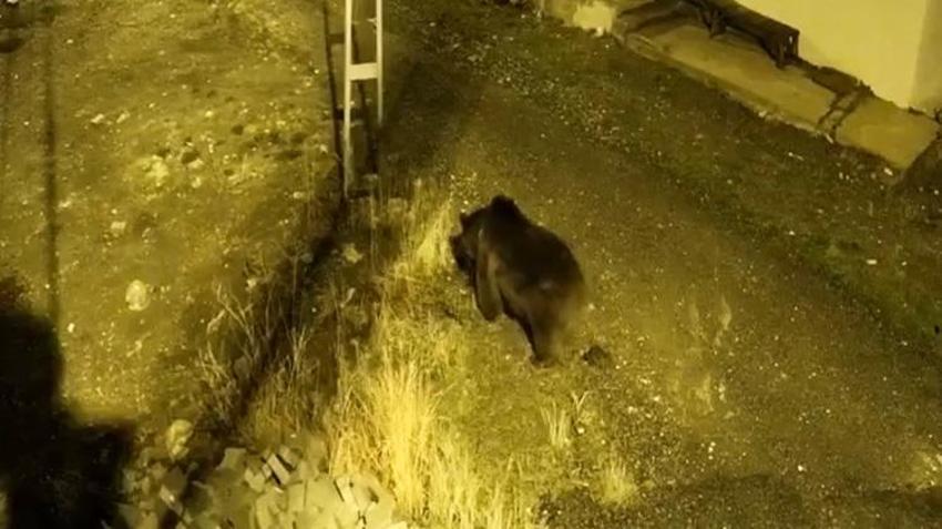 Sivas'ın bu köyüne acil köpek lazım! Köylüler dışarı çıkmaya korkuyor