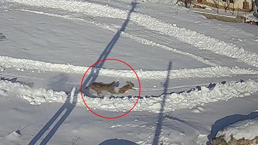 Sivas'ın bu köyüne acil köpek lazım! Köylüler dışarı çıkmaya korkuyor