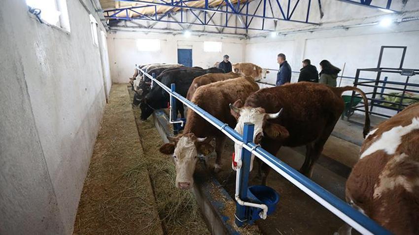 Karslı genç anne devletten aldığı hibe desteğiyle dev tesis kurdu! Sıfırdan zirveye yerleşti