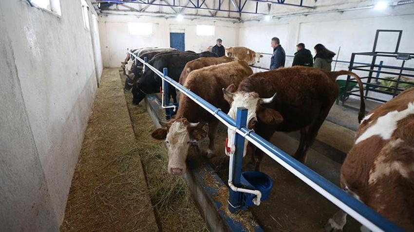 Devlet desteği aldı işinin patronu oldu! Karslı aile hayalindeki çiftliğe kavuştu