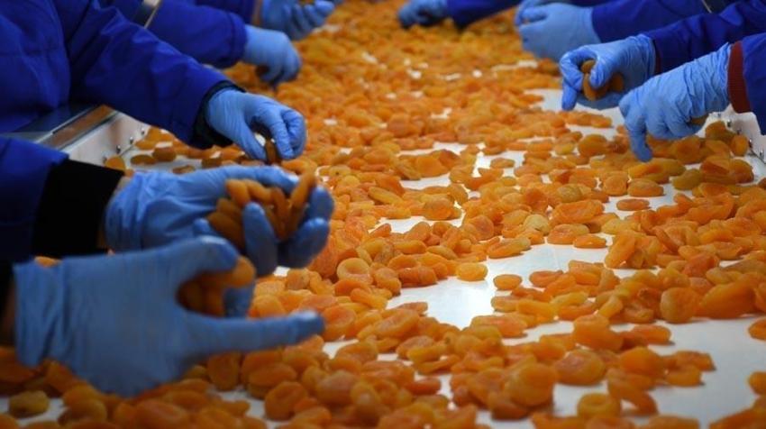Malatya'dan Türkiye'nin ihracat gelirine dev katkı: Kuru kayısı ihracatından 303 milyon 584 bin dolar gelir