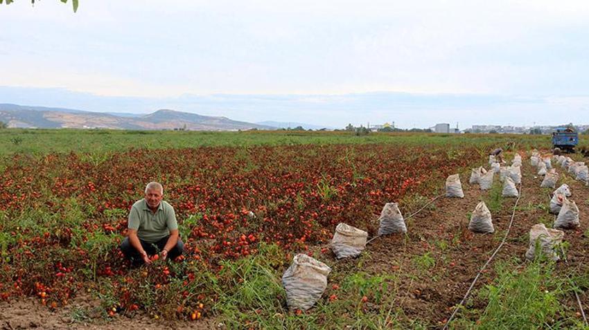 Girdi maliyetleri üreticiyi vurdu! Bursa'da kırmızı alarm verildi: Çekilmek zorunda kalacağız