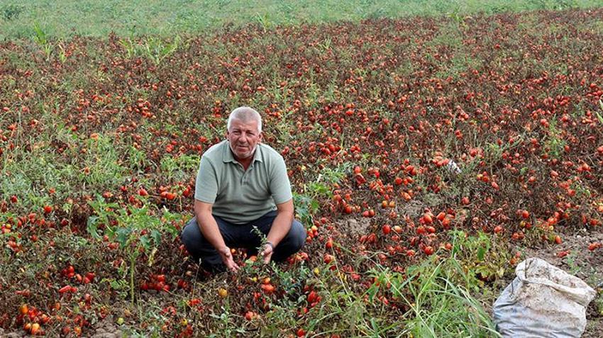 Girdi maliyetleri üreticiyi vurdu! Bursa'da kırmızı alarm verildi: Çekilmek zorunda kalacağız