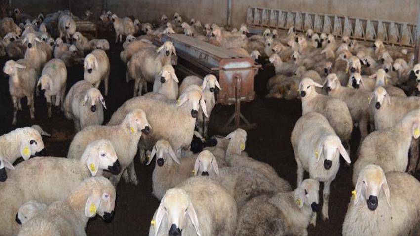 İngiltere'deki işini bırakıp Aksaray'daki köyüne döndü! Babasından devraldığı mesleği büyütüp kazancını katladı