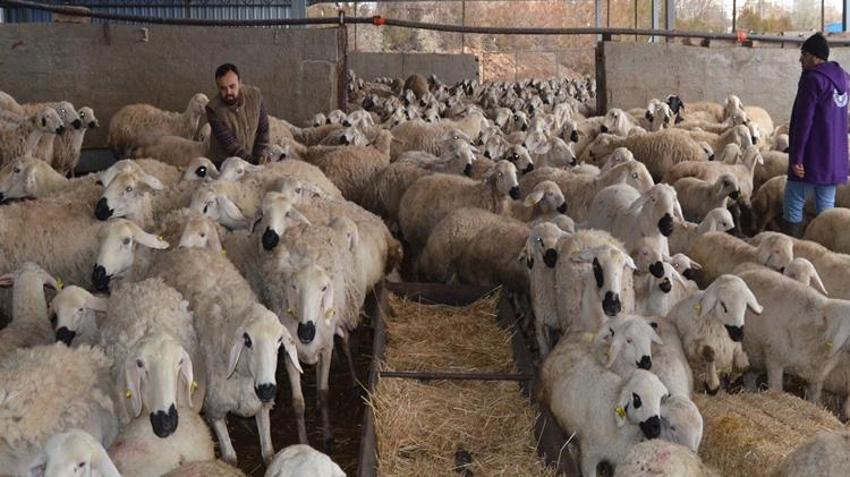 İngiltere'deki işini bırakıp Aksaray'daki köyüne döndü! Babasından devraldığı mesleği büyütüp kazancını katladı
