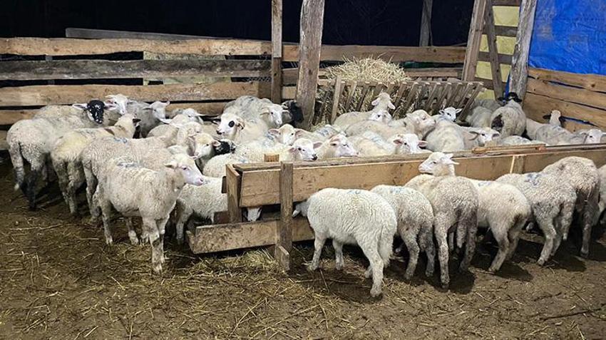 Sinoplu gençler sıfır faizli krediyle kurdu, şimdi taleplere yetişemiyor! 10 ayda ikiye katladılar