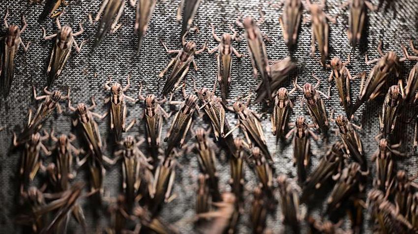 Kanser araştırmaları, kozmetik, gıda... Antalya'da sıra dışı üretim! Yurt içi ve yurt dışından talep yağıyor!