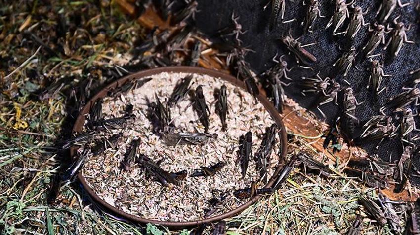 Kanser araştırmaları, kozmetik, gıda... Antalya'da sıra dışı üretim! Yurt içi ve yurt dışından talep yağıyor!