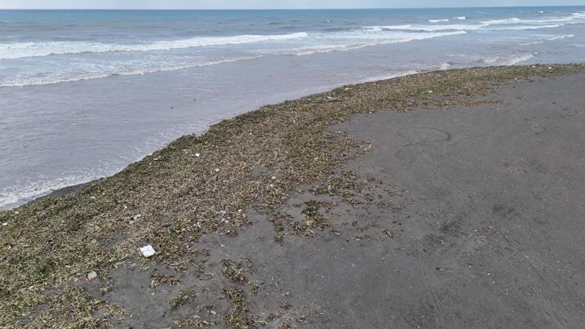 Denizin dibinden çıktı, Hatay sahilini doldurdu: Her kış geliyor