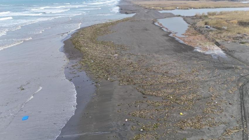 Denizin dibinden çıktı, Hatay sahilini doldurdu: Her kış geliyor